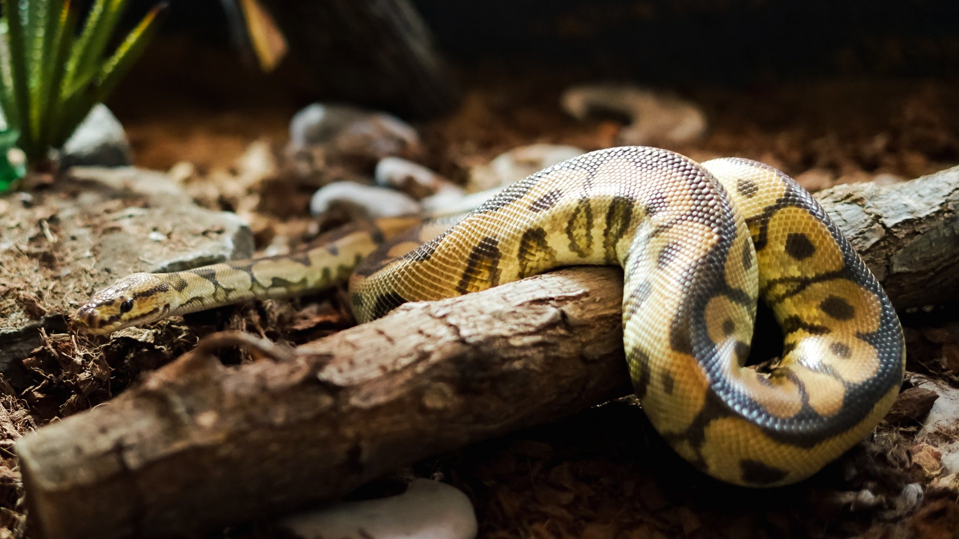 Ball python on a log in its enclosure