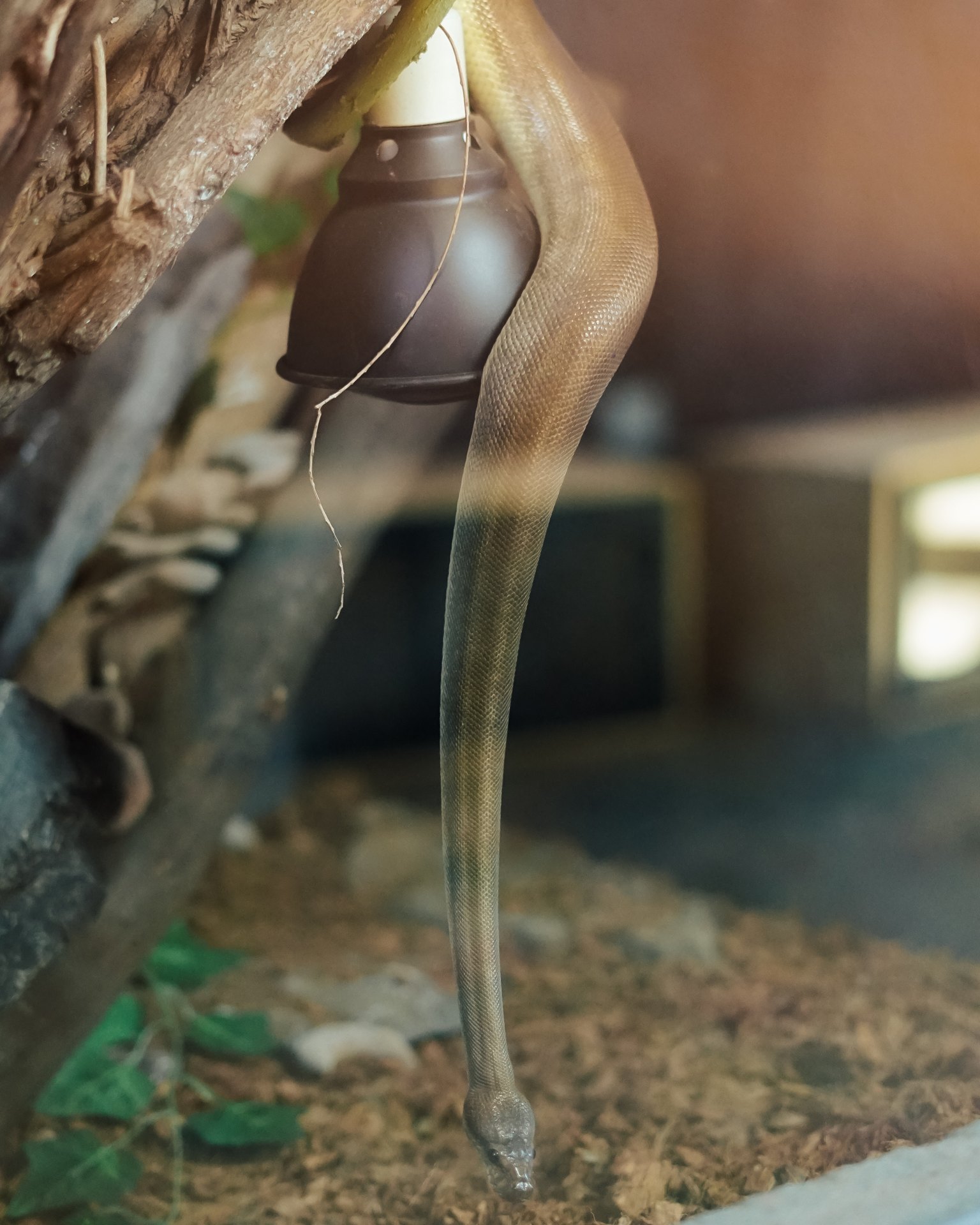 Snake hanging from a branch